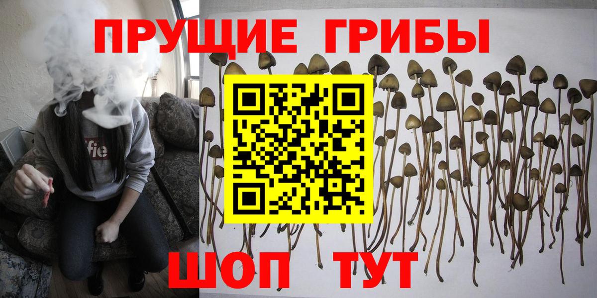 Галлюциногенные грибы Cubensis Кизилюрт